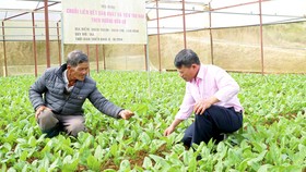 Sản xuất rau theo hướng hữu cơ tại xã Xuân Thọ, TP Đà Lạt