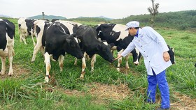 Bò sữa của Tập đoàn TH được chăn nuôi theo quy trình hữu cơ