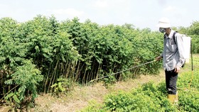 Thuốc trừ cỏ đang được sử dụng tràn lan                                                               Ảnh: VĂN PHÚC