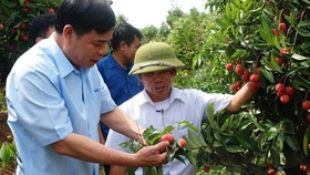 Bộ trưởng Bộ NN-PTNT Nguyễn Xuân Cường đi thăm vườn vải thiều tại tỉnh Hưng Yên