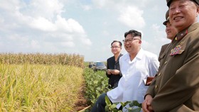 Nhà lãnh đạo Triều Tiên Kim Jong-un thăm một cánh đồng trồng lúa và hoa màu                                                                                                                             Ảnh: KCNA/REUTERS 