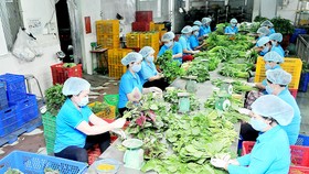 Chế biến rau tại HTX Phước An 	Ảnh: CAO THĂNG