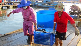 Khánh Hòa: Dân bán tháo hàng chục ngàn con cá bớp nuôi