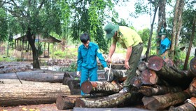 Gỗ rừng bỏ lại được tập kết về chốt bảo vệ Nông lâm trường Tân Lập