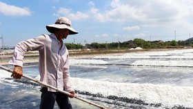 Diêm dân xã An Ngãi, huyện Long Điền thu hoạch muối