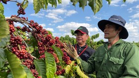 Ông Phạm Phú Ngọc, Trưởng nhóm Hỗ trợ Nông nghiệp Nestlé Việt Nam hướng dẫn nông dân thực hành chăm sóc cà phê trên vườn