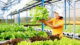 Trang trại trồng rau ở Đà Lạt giới thiệu sản phẩm rau xà lách thủy canh