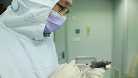 Chuột được tiêm thử nghiệm vaccine ngừa SARS-CoV-2 vẫn khỏe mạnh