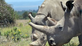 Hai con tê giác trắng cuối cùng ở Châu Phi, cả hai đều là con cái và không còn sinh sản được