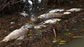 Nghệ An: Cá chết bất thường trên sông Con