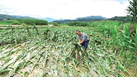 Một nông dân kiểm tra cánh đồng bắp bị thiệt hại do lũ lụt  ở tỉnh Quý Châu, Trung Quốc. Ảnh: REUTERS