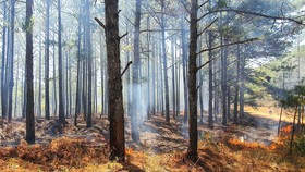 Đám cháy thực bì dưới tán rừng thông tại Đà Lạt, trong khi cảnh báo cháy rừng đang ở mức cực kỳ nguy hiểm. Ảnh: ĐOÀN KIÊN