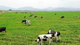 Bình Phước: Xây dựng chuỗi liên kết chăn nuôi bền vững phục vụ xuất khẩu