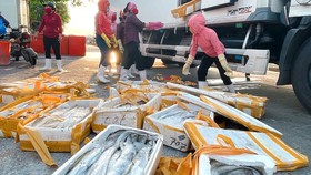 Cá hố bị trả về Cảnh Dương,  bán lại với giá chỉ 5.000 đồng/kg
