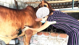Người dân ở xã Phổ Châu  (thị xã Đức Phổ, Quảng Ngãi) nỗ lực  chăm sóc bò bị bệnh viêm da nổi cục. Ảnh: XUÂN HUYÊN