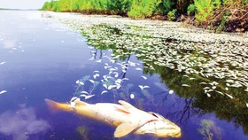Cá chết hàng loạt do ô nhiễm môi trường ở bang Lousiana, Mỹ 