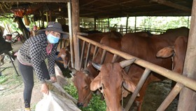 Các hộ dân ở huyện Bù Đốp làm chuồng trại kiên cố  để nuôi bò, tăng thêm thu nhập