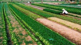 Giảm gần 2.000ha đất sản xuất nông nghiệp