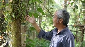 Ông Hưng dành gần nửa đời gắn bó, bảo tồn các loài lan rừng quý hiếm