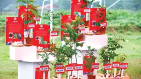 OMO trao tặng 40.000 banh hạt giống cho rừng phòng hộ Việt Nam 