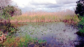 Một góc vườn quốc gia Everglades