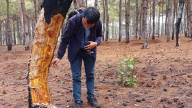 Rừng thông có diện tích khoảng 500ha nằm ở thị trấn Đắk Đoa và 2 xã Tân Bình và Glar (huyện Đắk Đoa, Gia Lai) đang bị “xẻ thịt”