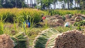 Huyện cù lao Tân Phú Đông (Tiền Giang): Trồng sả cho hiệu quả kinh tế cao 