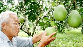  Trái bưởi tươi của Việt Nam là loại trái cây thứ 7 của Việt Nam được phép nhập khẩu vào Hoa Kỳ