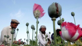 Nông dân làm việc tại một cánh đồng anh túc ở tỉnh Jalalabad, Afghanistan. Ảnh: REUTERS