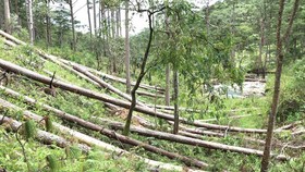 Đắk Nông đề xuất xử lý doanh nghiệp để mất rừng