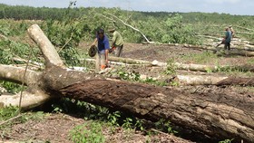 Nông dân huyện Tân Biên (Tây Ninh) chặt bỏ vườn cao su già cỗi