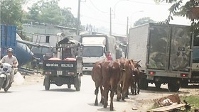   Trên đường liên phường quận Bình Tân, đàn bò thả rông  đi nghênh ngang trên đường