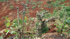 Đắk Nông: Vườn cây của dân liên tiếp bị kẻ gian phá hoại