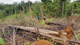Hiện trường vụ phá rừng tự nhiên do Công ty TNHH MTV Lâm nghiệp Đạ Tẻh quản lý (thôn Tôn K’Long, xã Quảng Trị, huyện Đạ Tẻh)