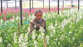 Nhà vườn Đà Lạt chăm sóc hoa phục vụ thị trường Tết Nguyên đán