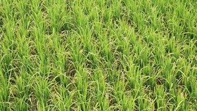 Bệnh đạo ôn gây hại lúa vụ xuân ở Hà Tĩnh