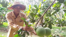 Nông dân Bến Tre chăm sóc vườn cây ăn trái sau hạn mặn