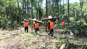 Khai thác rừng trồng theo chứng chỉ FSC tại Thừa Thiên - Huế. Ảnh: VĂN THẮNG