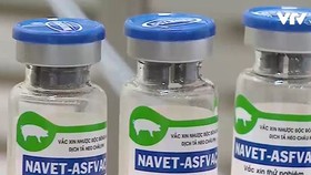 Việt Nam sắp có vaccine dịch tả heo châu Phi