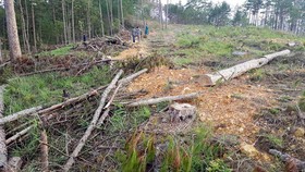 Tạm đình chỉ 4 trưởng ban quản lý rừng phòng hộ 