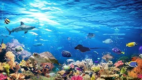 Đại dương: Sự sống và sinh kế