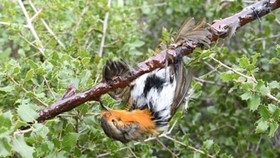 Pháp: Cấm hành vi bẫy chim bằng keo dính