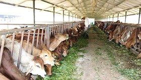 Tiềm năng chăn nuôi bò thịt
