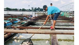 Cá nuôi lồng bè trên sông Đồng Nai chết hàng loạt