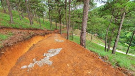 Điều tra, xử lý nhiều vụ lấn chiếm đất rừng tại Đà Lạt