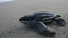  Thánh địa rùa biển ở Mexico bị đe dọa 