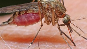 Muỗi là vật trung gian lây truyền virus gây bệnh viêm não Nhật Bản. Nguồn: news.com.au