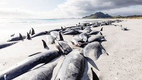 Cá voi hoa tiêu chết la liệt trên quần đảo Chatham của New Zealand. Ảnh: DOC