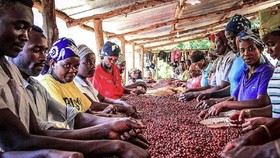 Phân loại hạt cà phê xuất khẩu ở Rwanda