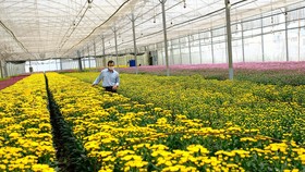 Cả trăm triệu cành hoa của nông dân Lâm Đồng mắc kẹt vì Covid-19
